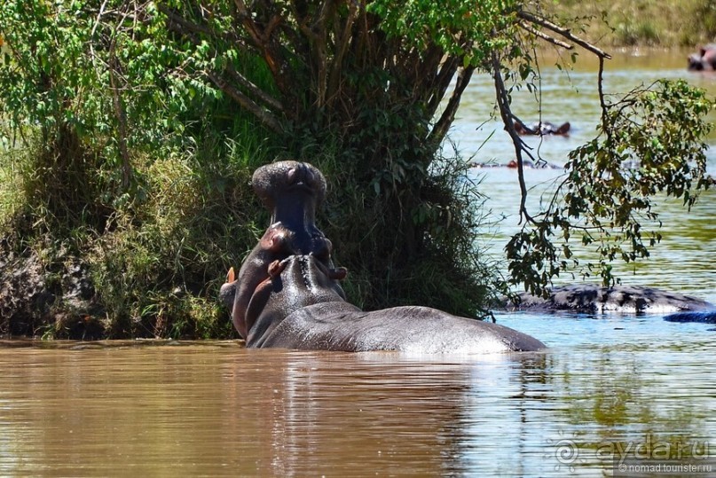 Акуна матата — дубль два. Кения в сезон дождей. Часть 1