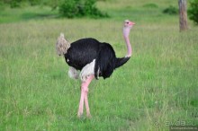 Акуна матата — дубль два. Кения в сезон дождей. Часть 1