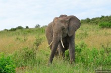 Акуна матата — дубль два. Кения в сезон дождей. Часть 1