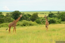Акуна матата — дубль два. Кения в сезон дождей. Часть 1