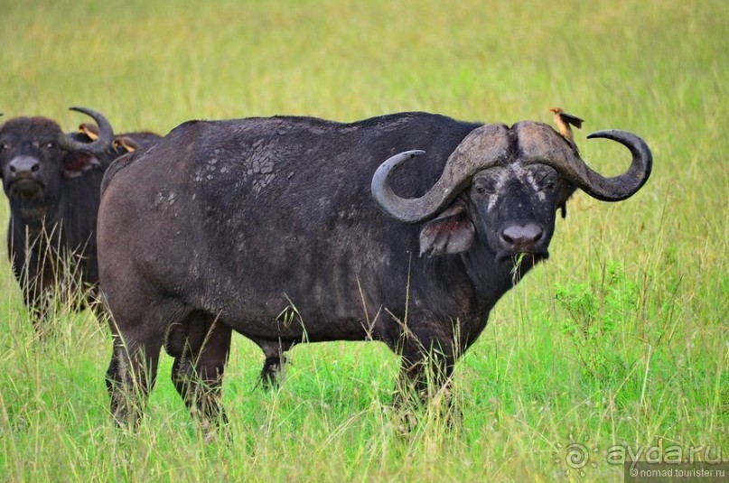 Акуна матата — дубль два. Кения в сезон дождей. Часть 1