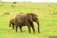 Акуна матата — дубль два. Кения в сезон дождей. Часть 1
