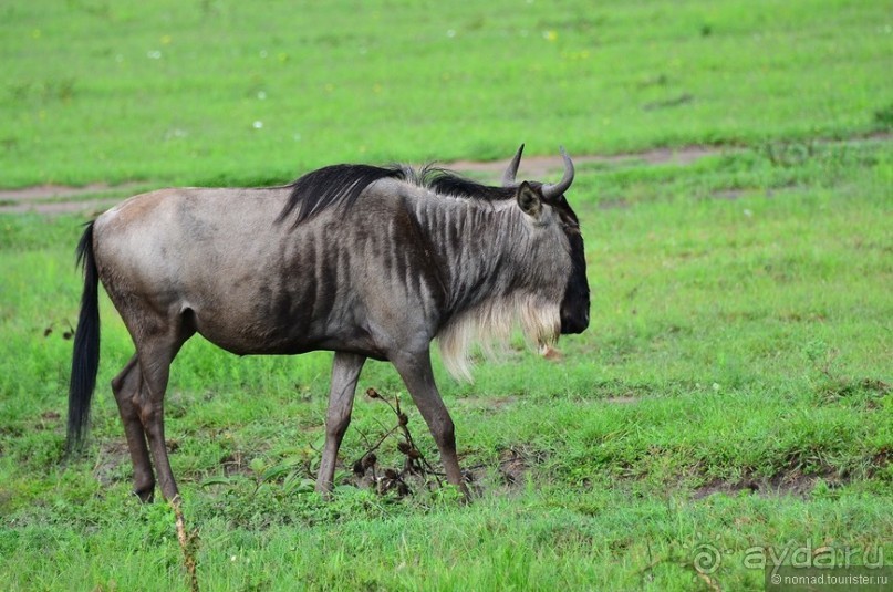Акуна матата — дубль два. Кения в сезон дождей. Часть 1