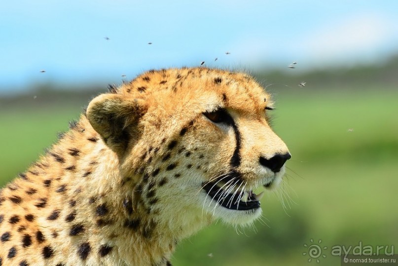 Акуна матата — дубль два. Кения в сезон дождей. Часть 1