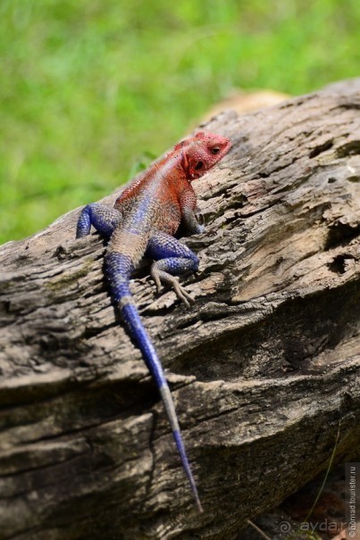 Акуна матата — дубль два. Кения в сезон дождей. Часть 1