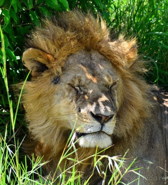 Акуна матата — дубль два. Кения в сезон дождей. Часть 1