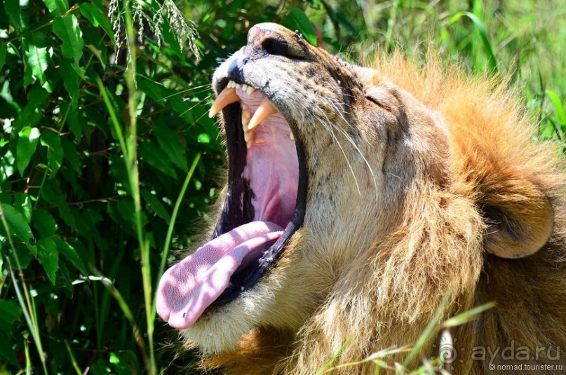 Акуна матата — дубль два. Кения в сезон дождей. Часть 1