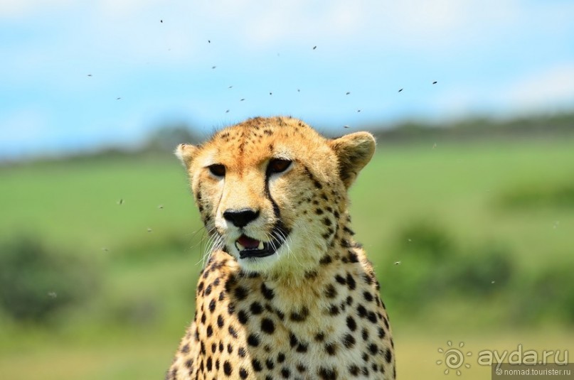 Акуна матата — дубль два. Кения в сезон дождей. Часть 1