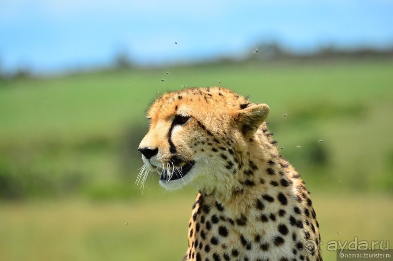 Акуна матата — дубль два. Кения в сезон дождей. Часть 1