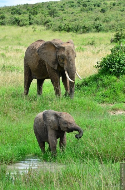Акуна матата — дубль два. Кения в сезон дождей. Часть 1