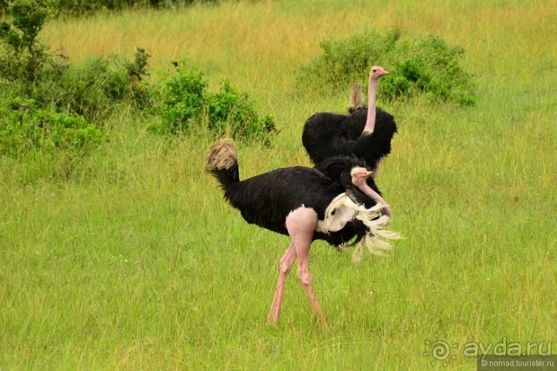 Акуна матата — дубль два. Кения в сезон дождей. Часть 1