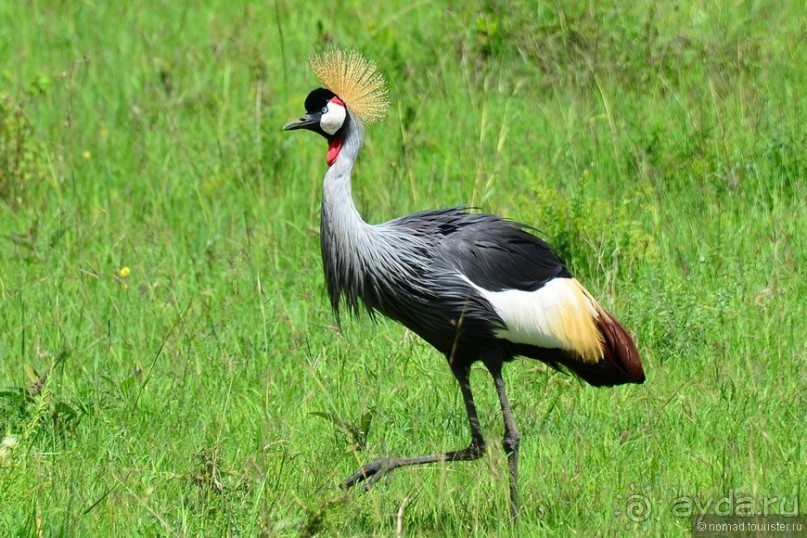 Акуна матата — дубль два. Кения в сезон дождей. Часть 1