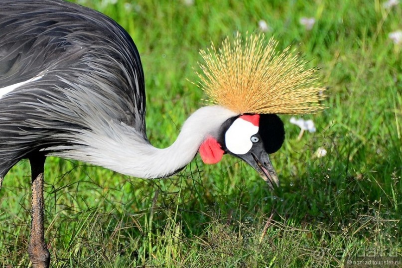 Акуна матата — дубль два. Кения в сезон дождей. Часть 1
