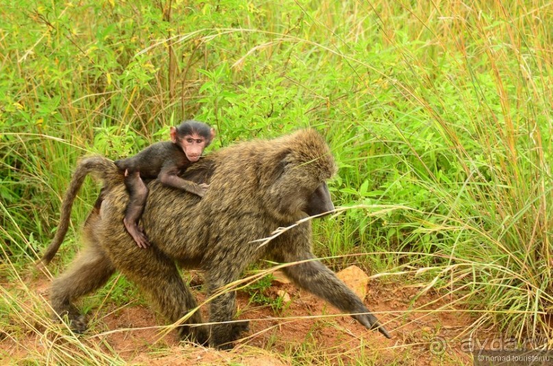 Акуна матата — дубль два. Кения в сезон дождей. Часть 1