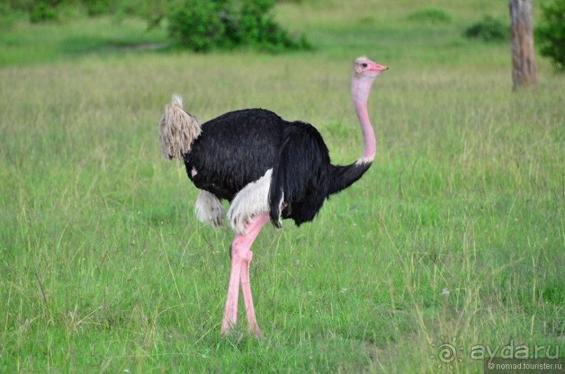 Акуна матата — дубль два. Кения в сезон дождей. Часть 1