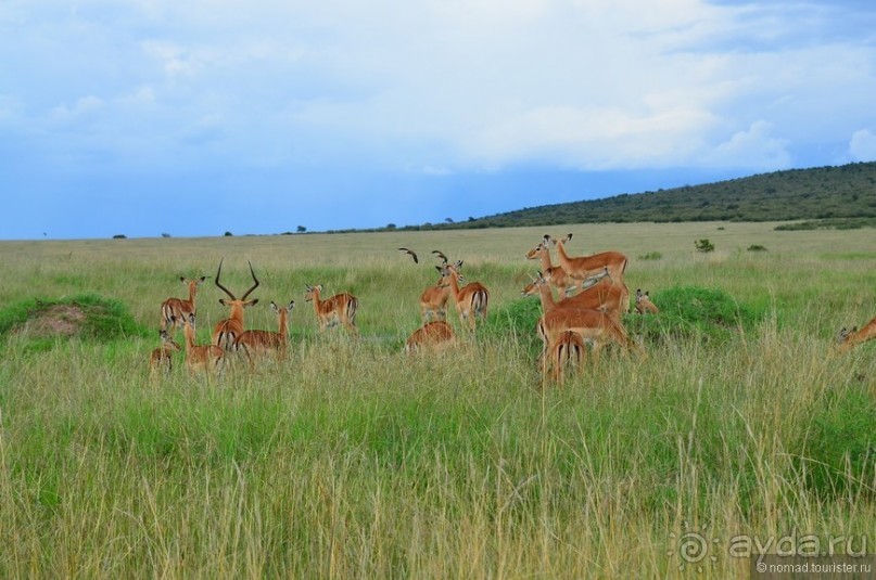 Акуна матата — дубль два. Кения в сезон дождей. Часть 1