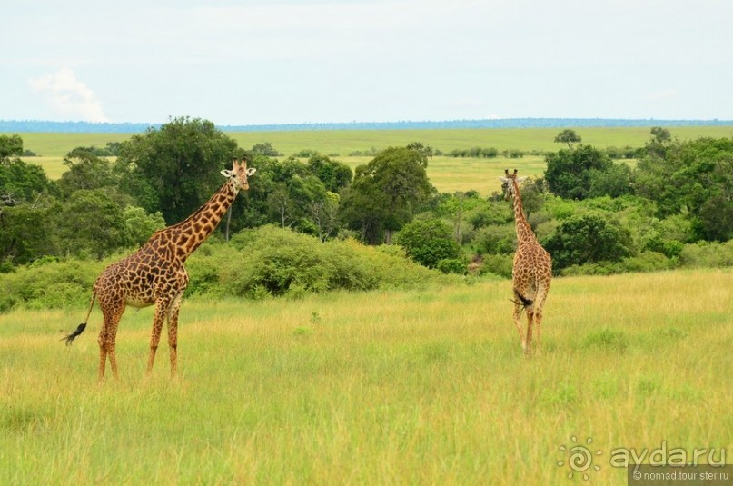 Акуна матата — дубль два. Кения в сезон дождей. Часть 1