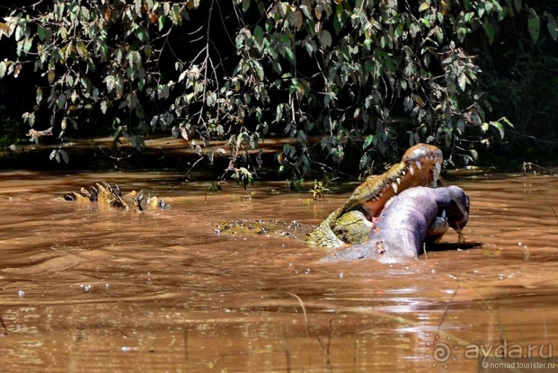 Акуна матата — дубль два. Кения в сезон дождей. Часть 1