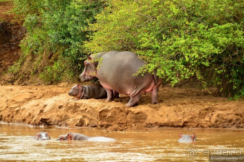 Акуна матата — дубль два. Кения в сезон дождей. Часть 1