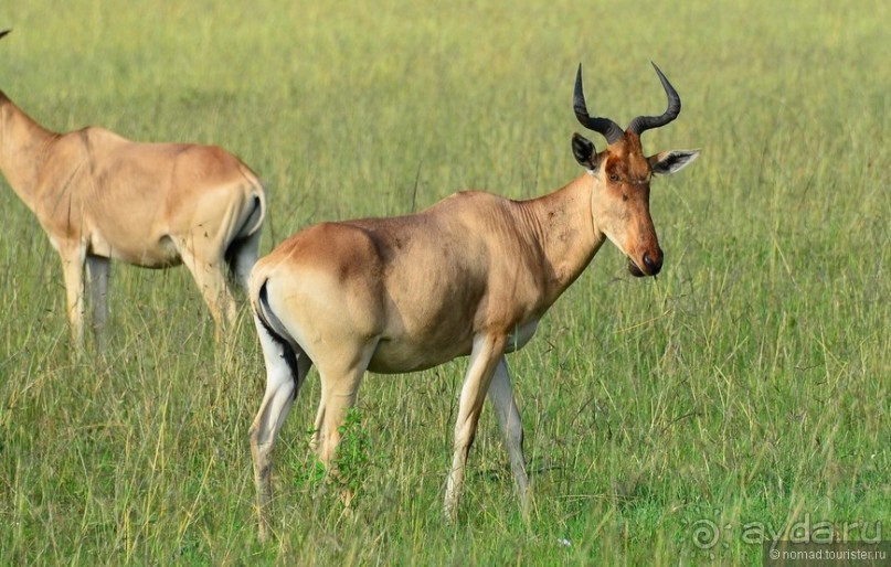 Акуна матата — дубль два. Кения в сезон дождей. Часть 1