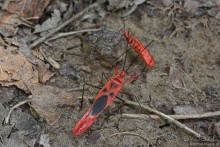 Затерянные Гималаи, Непал-Бутан. Часть 6