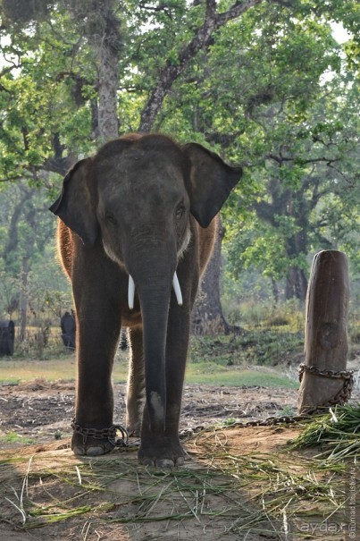 фото Читвана