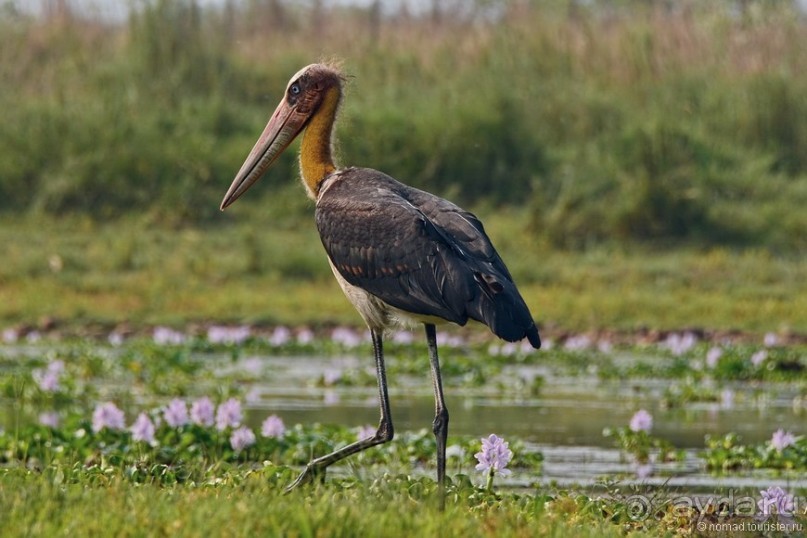 Затерянные Гималаи, Непал-Бутан. Часть 6