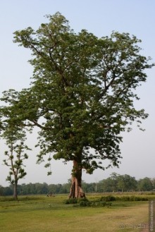 фото Читвана