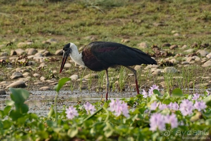 Затерянные Гималаи, Непал-Бутан. Часть 6