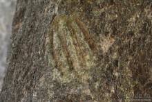 Затерянные Гималаи, Непал-Бутан. Часть 6