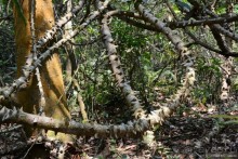 Затерянные Гималаи, Непал-Бутан. Часть 6