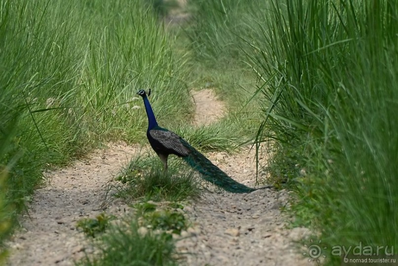 Затерянные Гималаи, Непал-Бутан. Часть 6