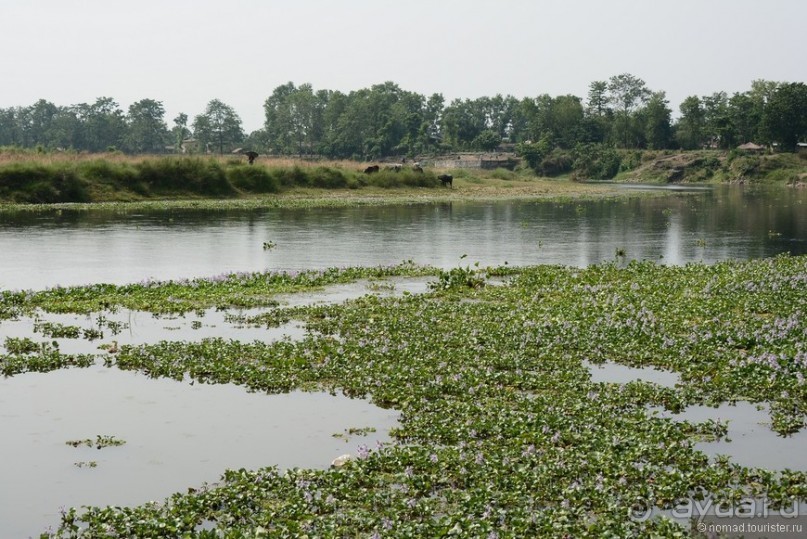 фото Читвана