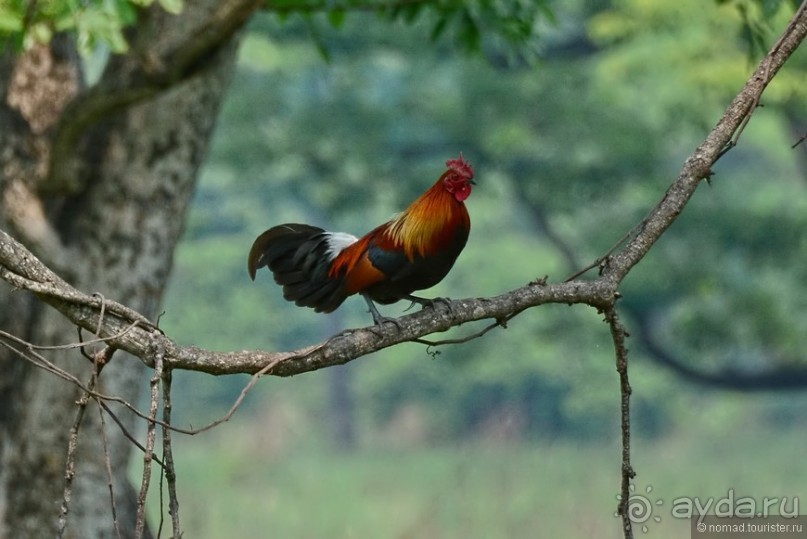 Затерянные Гималаи, Непал-Бутан. Часть 6