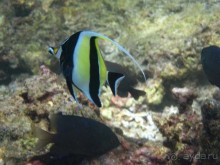 По филиппинским городам и весям. Часть 4