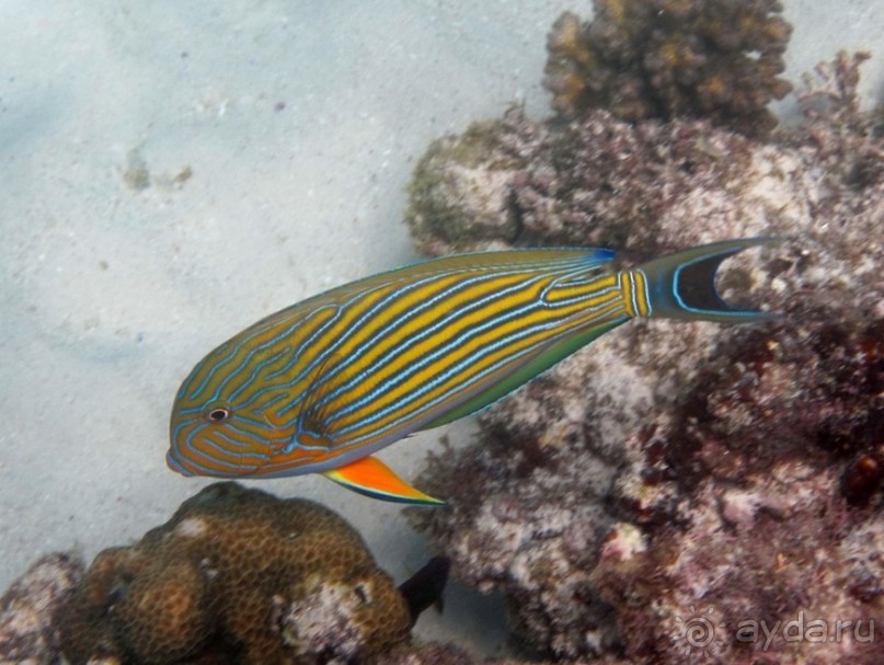 По филиппинским городам и весям. Часть 4