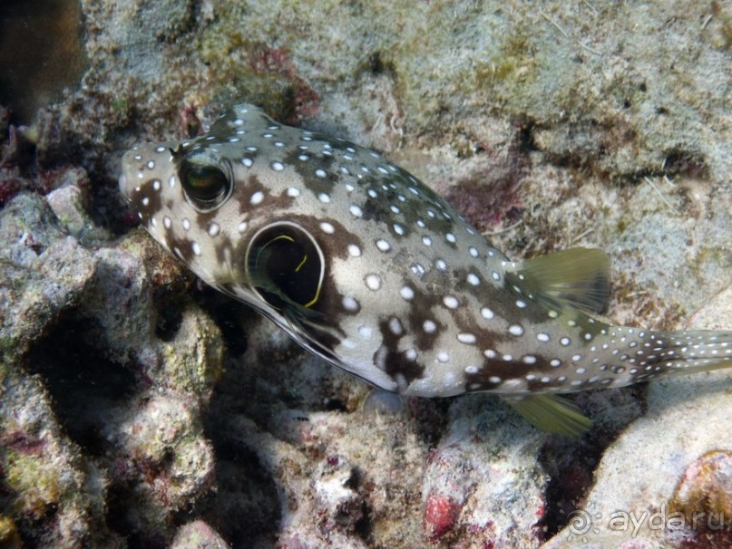По филиппинским городам и весям. Часть 4
