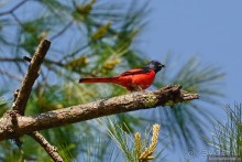 Птицы Непала и Бутана