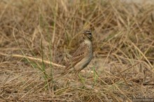 Птицы Непала и Бутана