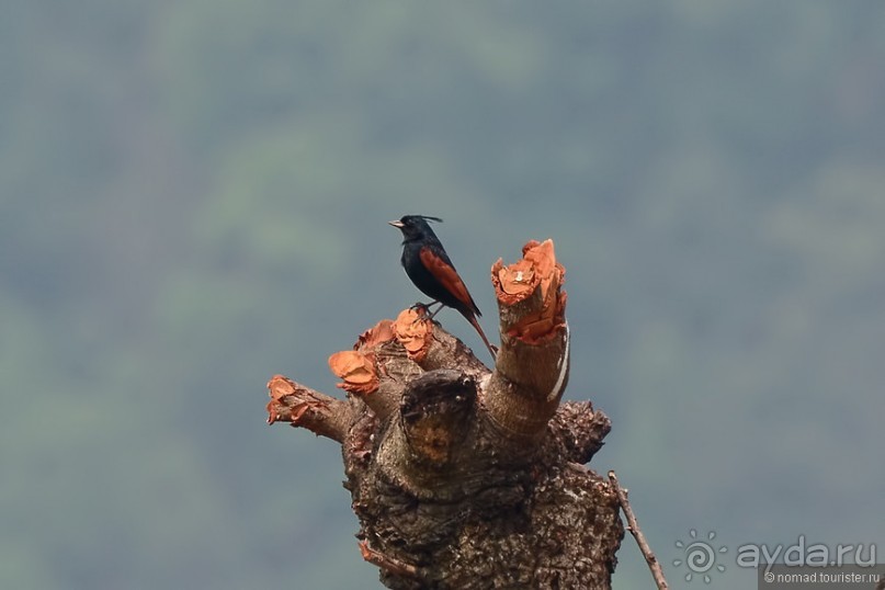 Птицы Непала и Бутана