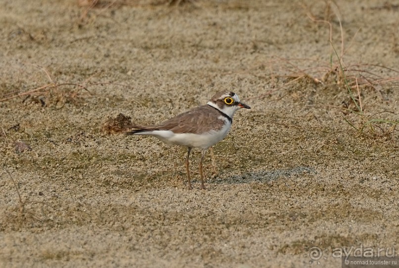 Птицы Непала и Бутана