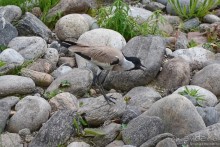 Птицы Непала и Бутана