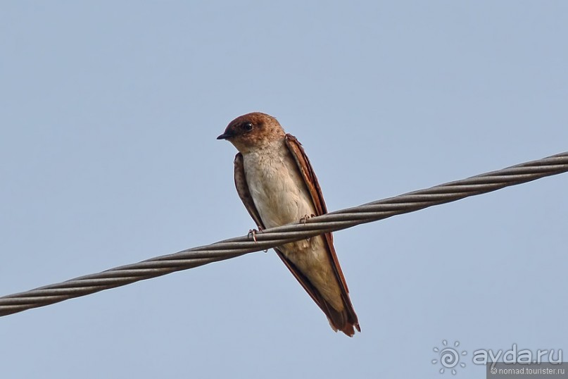 Птицы Непала и Бутана
