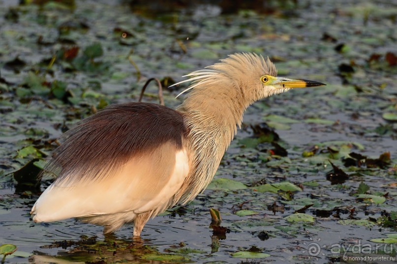 Птицы Непала и Бутана