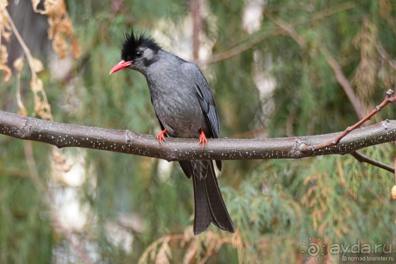 Птицы Непала и Бутана