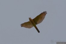 Птицы Непала и Бутана