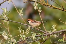 Птицы Непала и Бутана