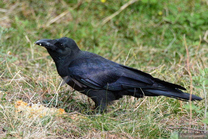 Птицы Непала и Бутана