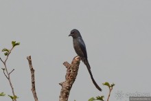 Птицы Непала и Бутана