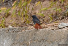 Птицы Непала и Бутана